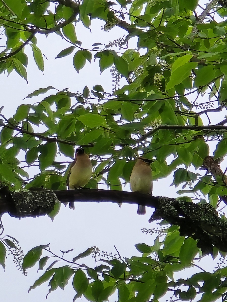 Cedar Waxwing - ML639741758