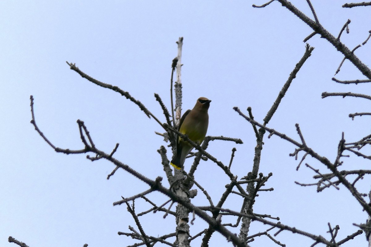 Cedar Waxwing - ML639741759