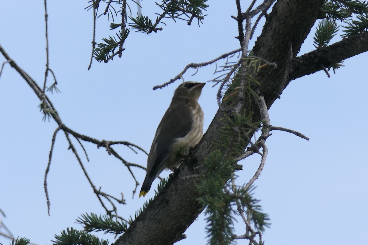 Cedar Waxwing - ML639741760