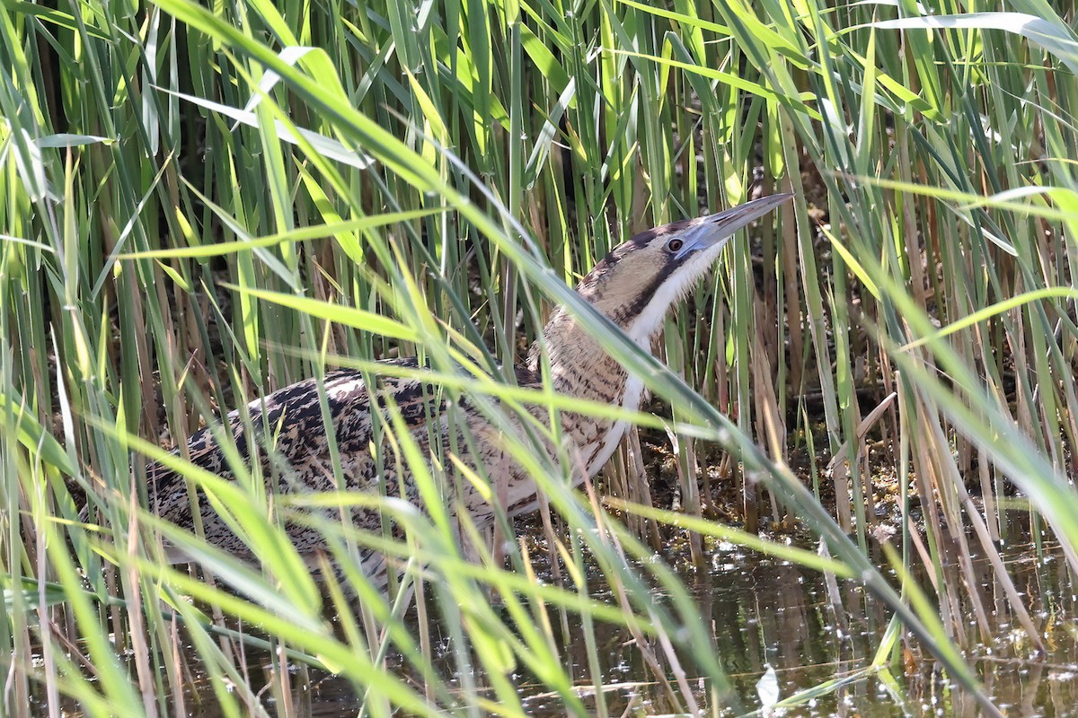 Eurasian Bittern - ML639741764