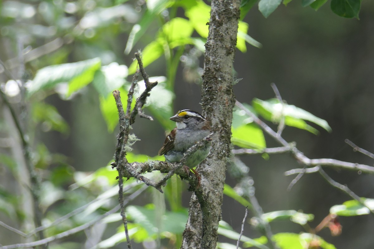 White-throated Sparrow - ML639741779