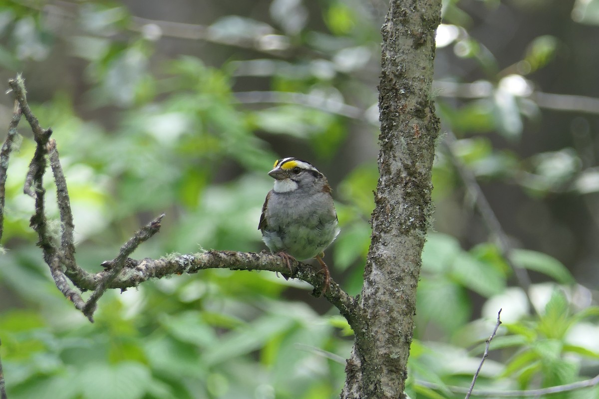 White-throated Sparrow - ML639741780