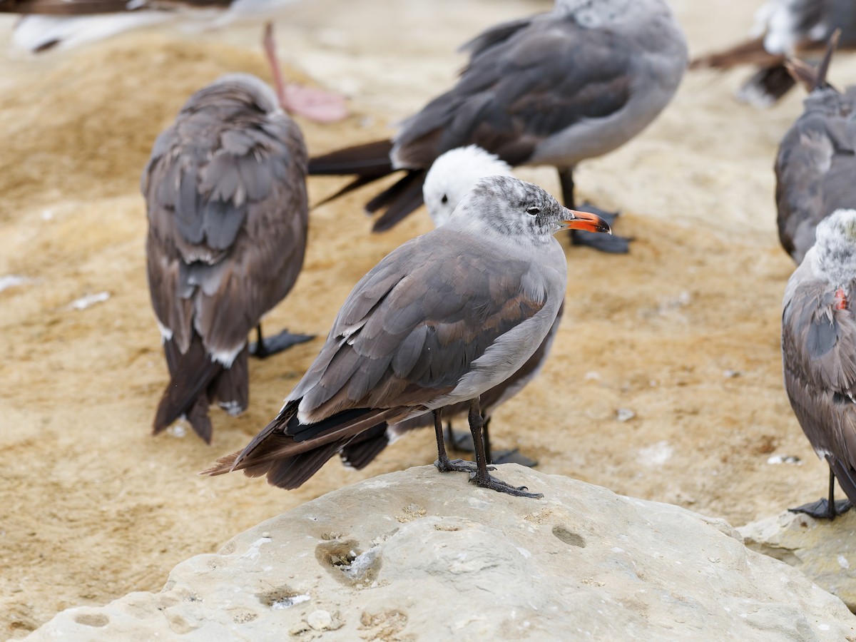 Heermann's Gull - ML639741838