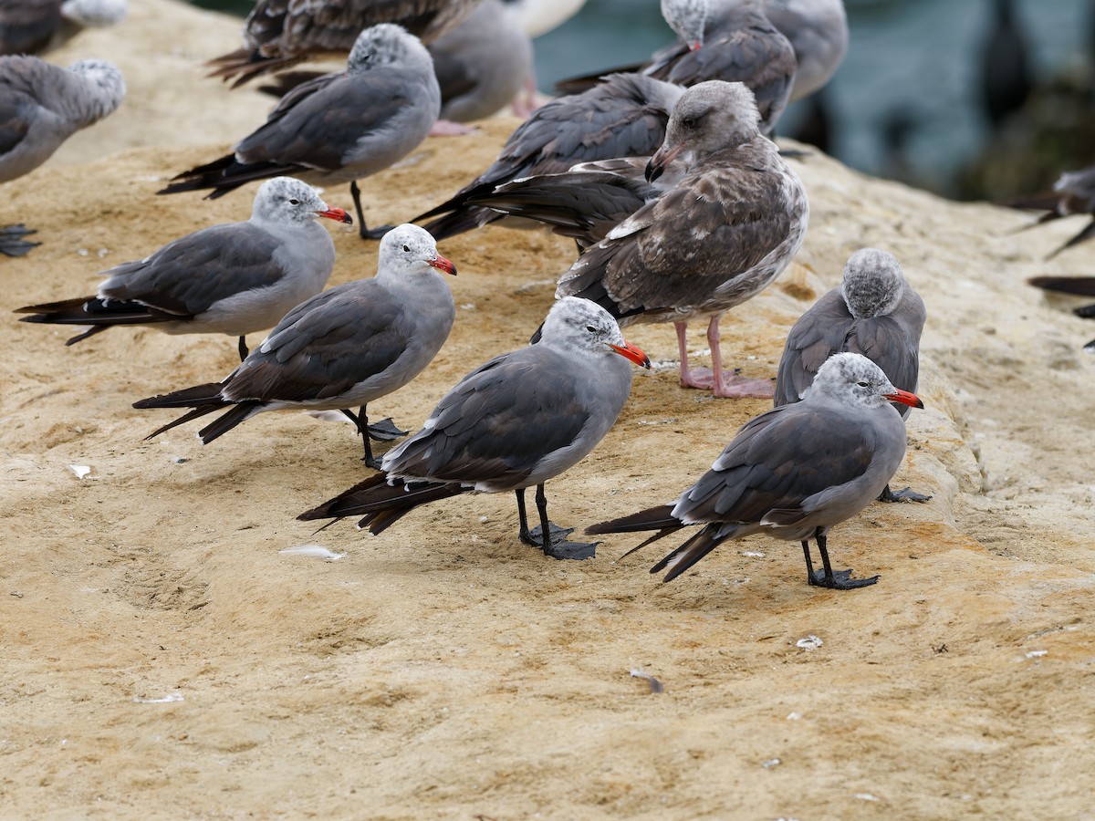 Heermann's Gull - ML639741839