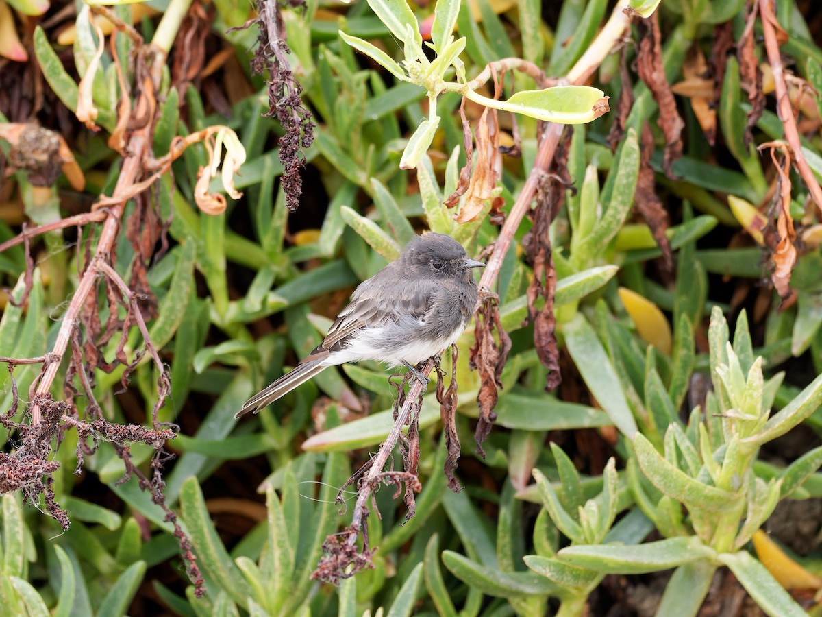 Black Phoebe - ML639741849