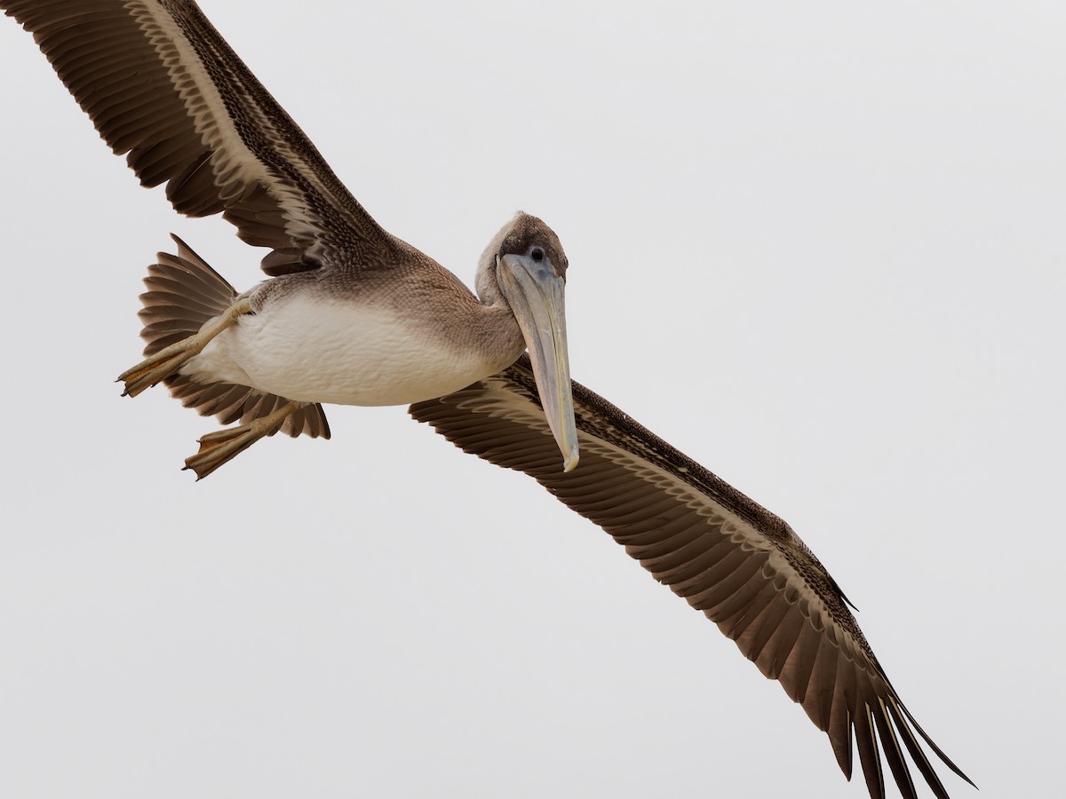 Brown Pelican (California) - ML639741852