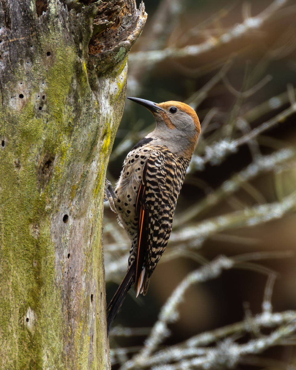 Guatemalan Flicker - ML639741869