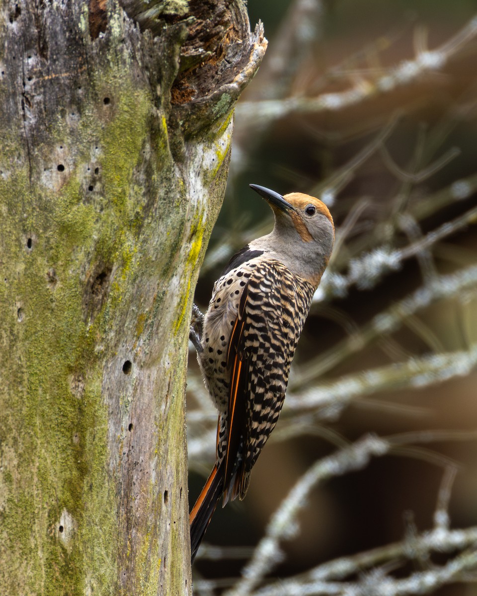Guatemalan Flicker - ML639741870
