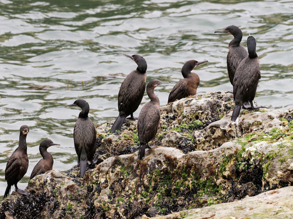 Brandt's Cormorant - ML639741885