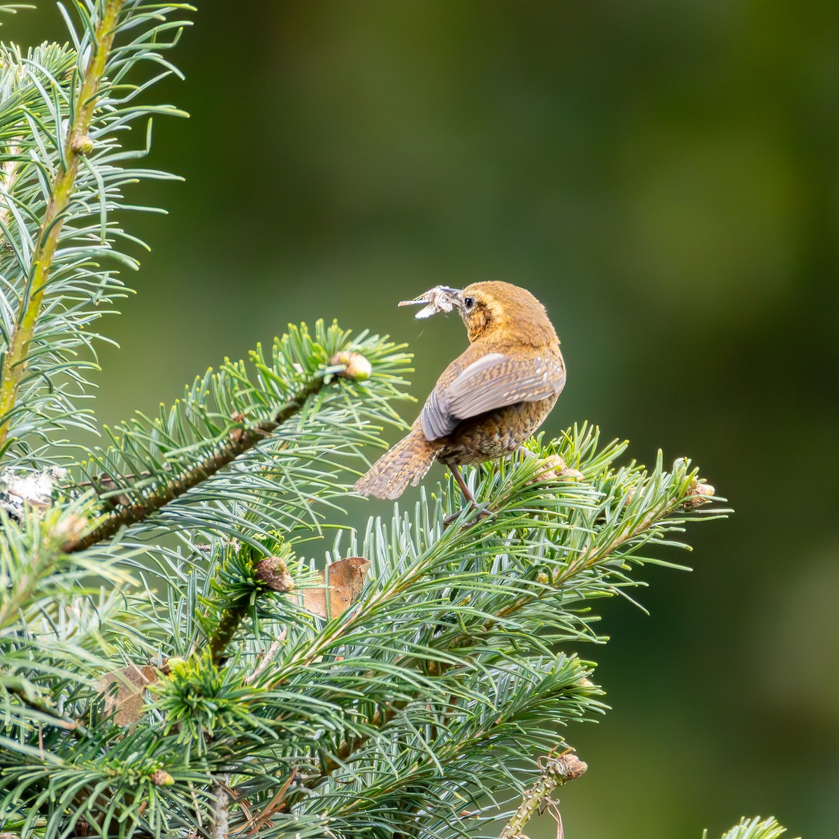 Rufous-browed Wren - ML639741919