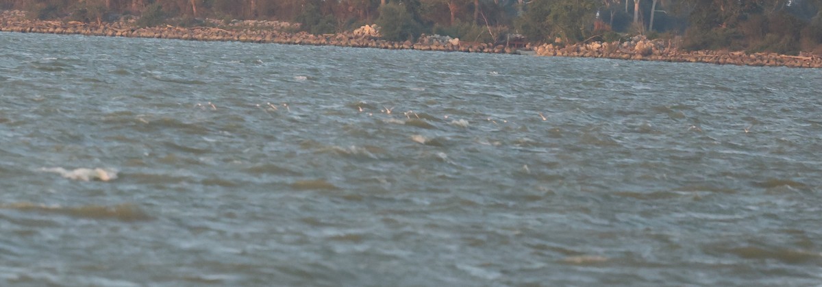 Forster's/Common Tern - ML639741927