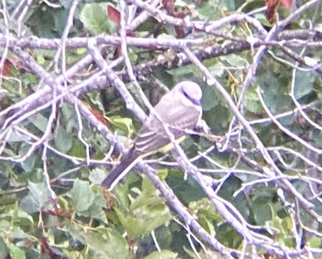 Western Kingbird - ML639741928