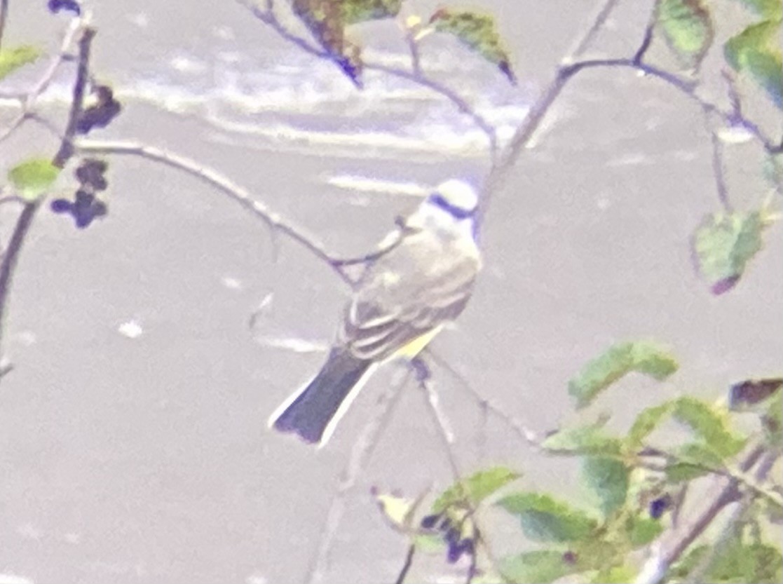 Western Kingbird - ML639741929