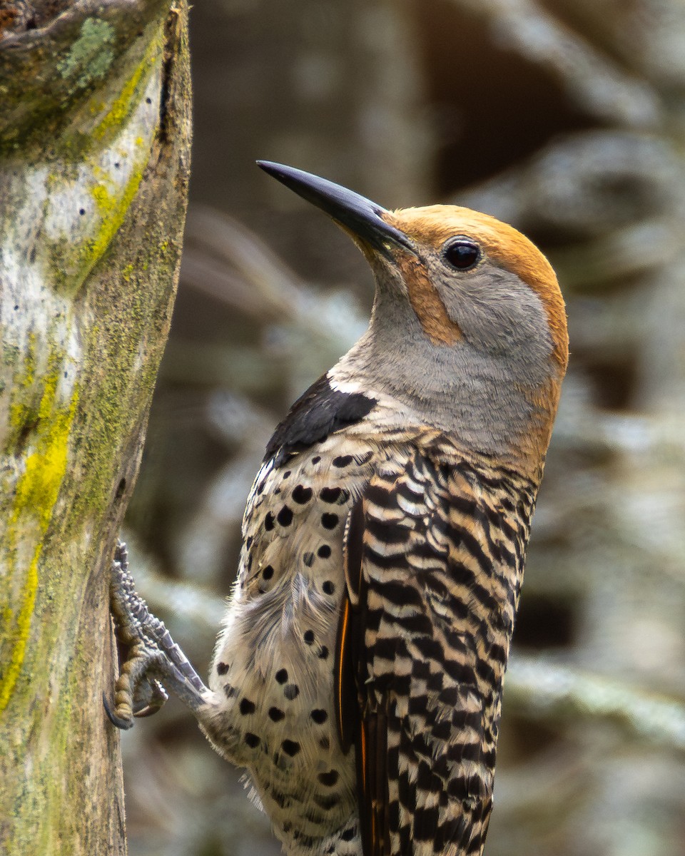 Guatemalan Flicker - ML639741933
