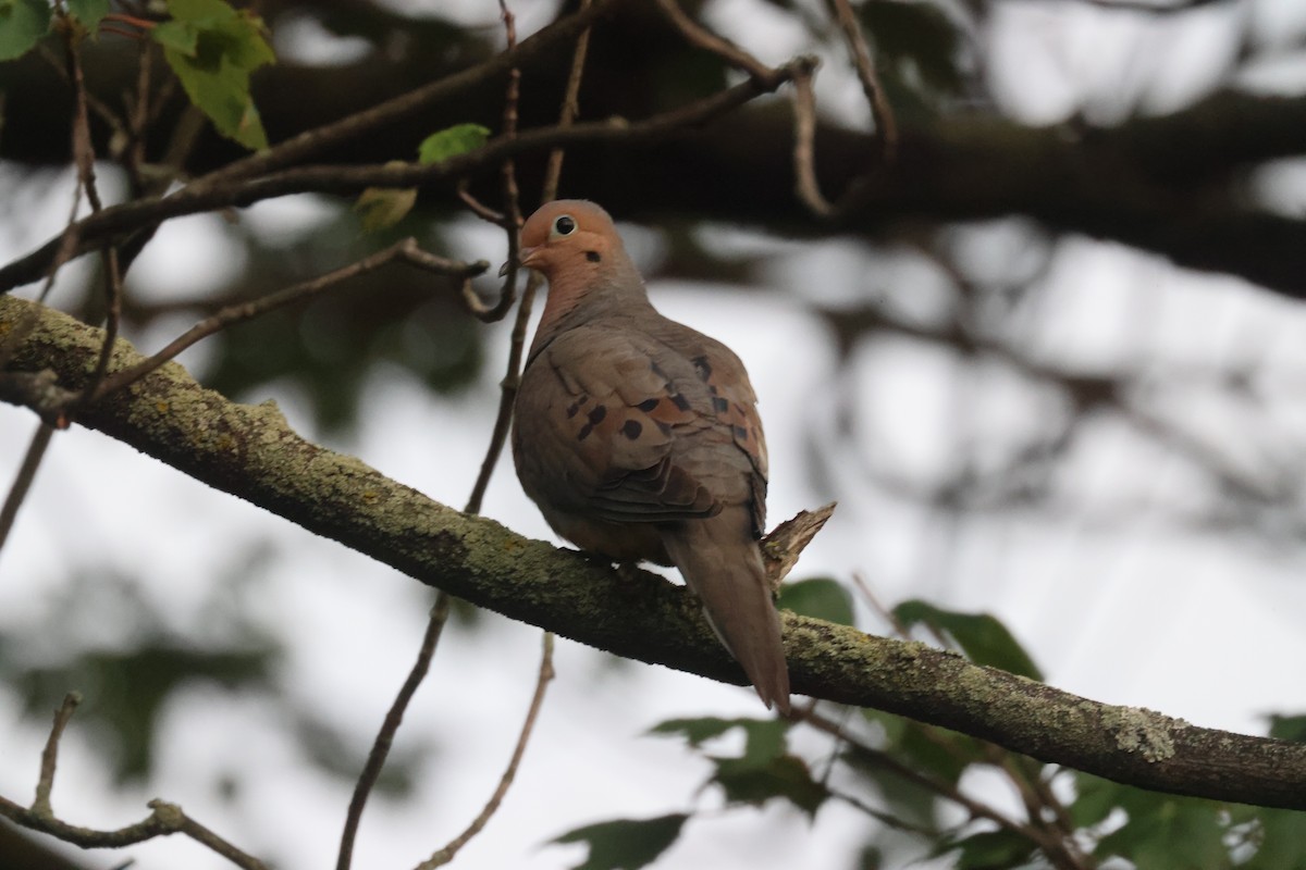 Mourning Dove - ML639741953