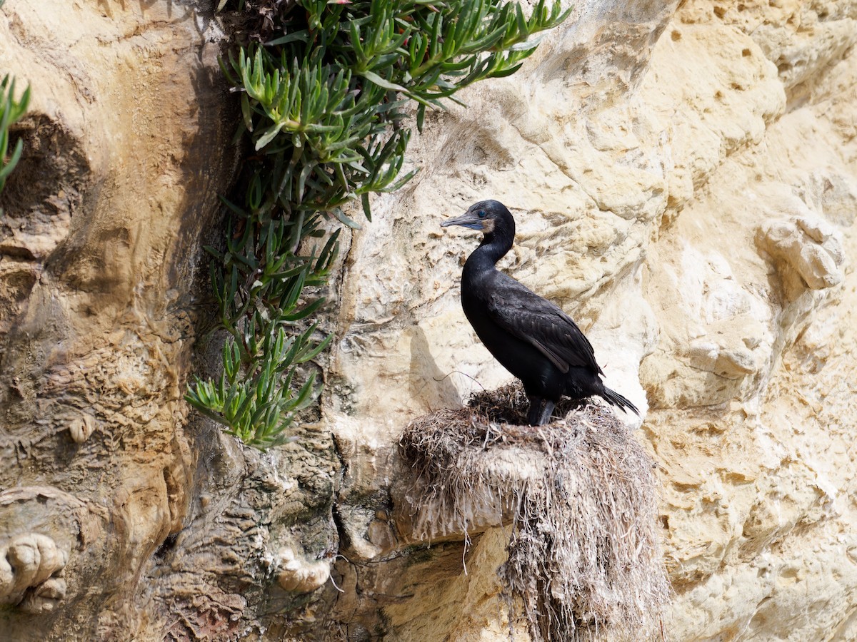 Brandt's Cormorant - ML639741983