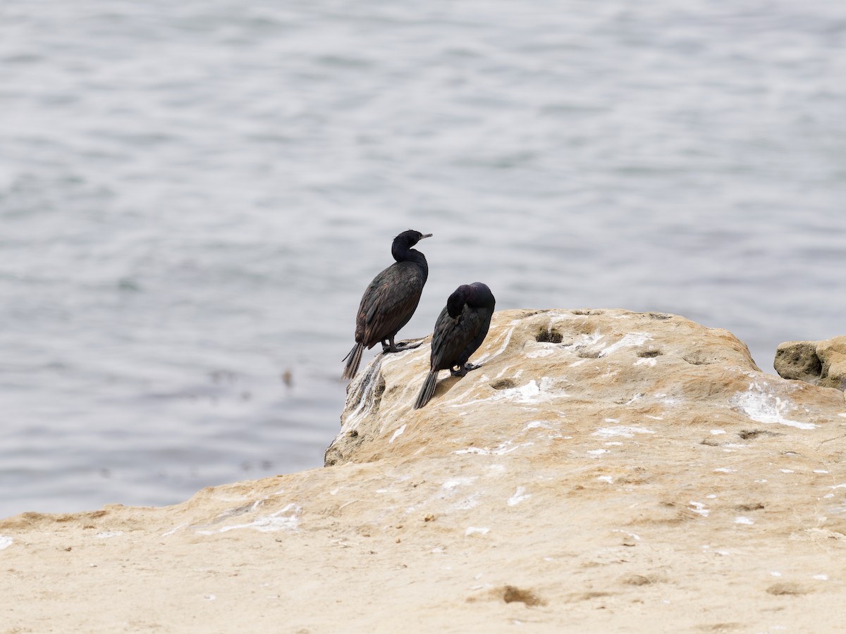 Pelagic Cormorant - ML639741991