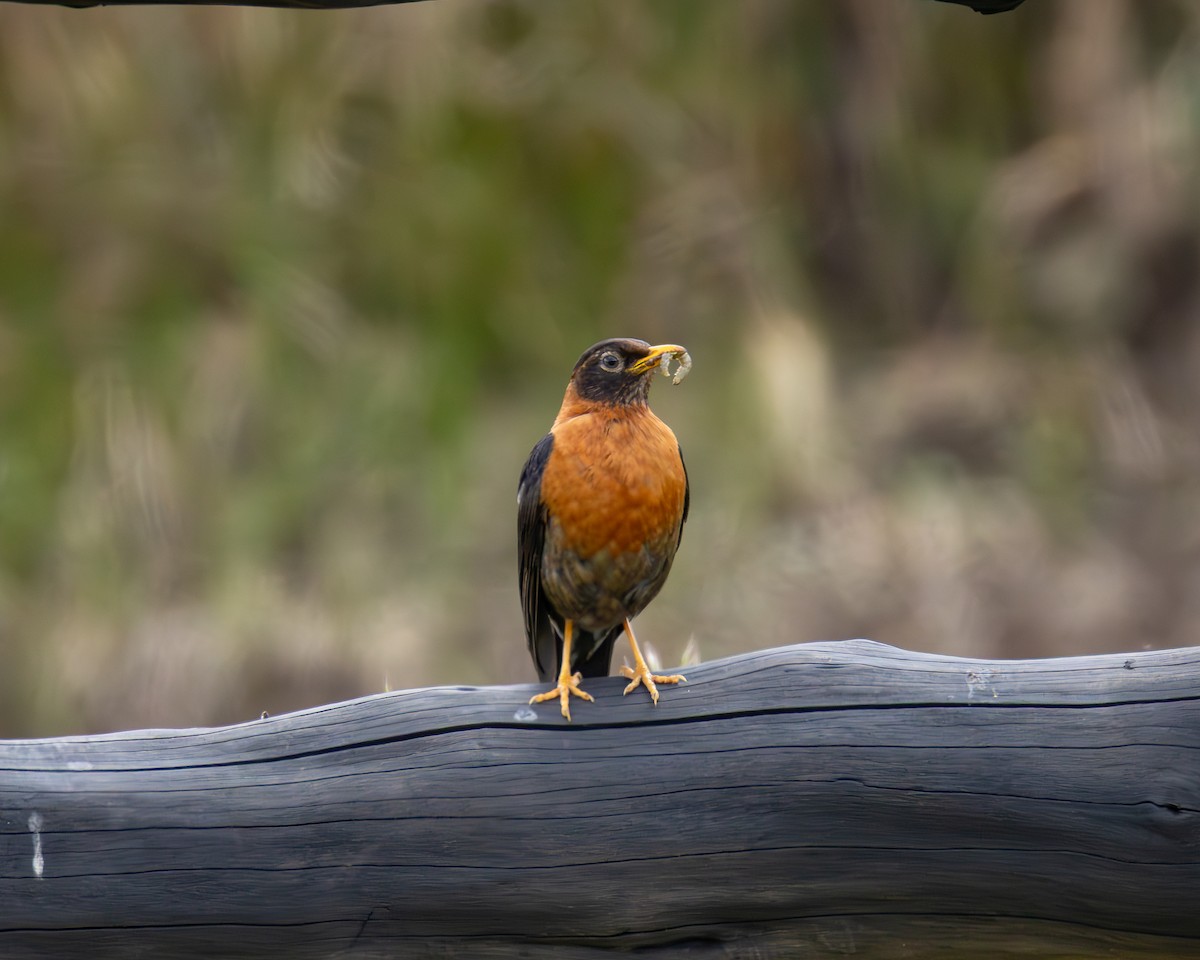 Rufous-collared Robin - ML639741993