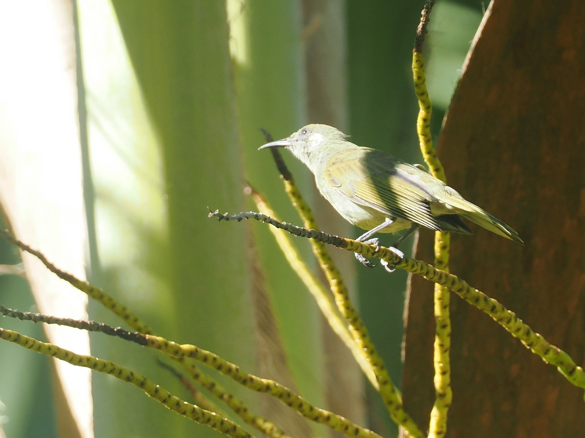 Olive Honeyeater - ML639742000