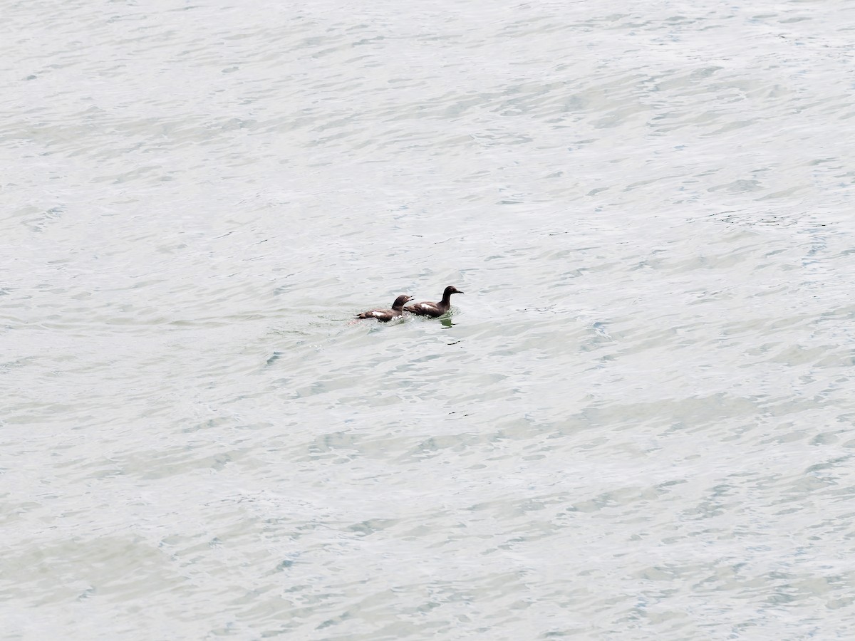 Pigeon Guillemot - ML639742002