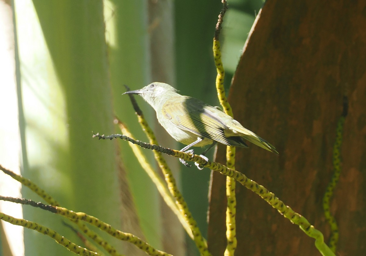 Olive Honeyeater - ML639742007