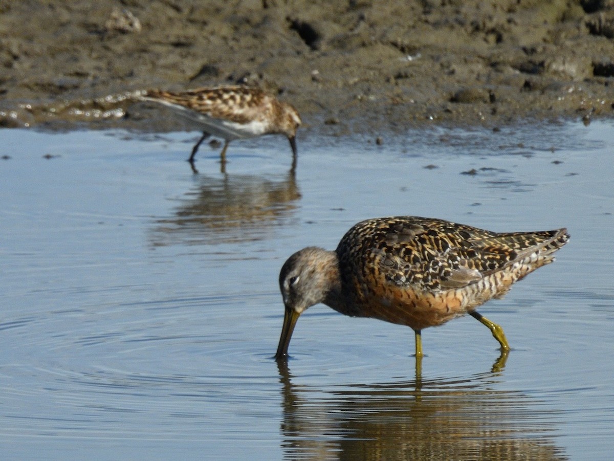 Long-billed Dowitcher - ML639742061