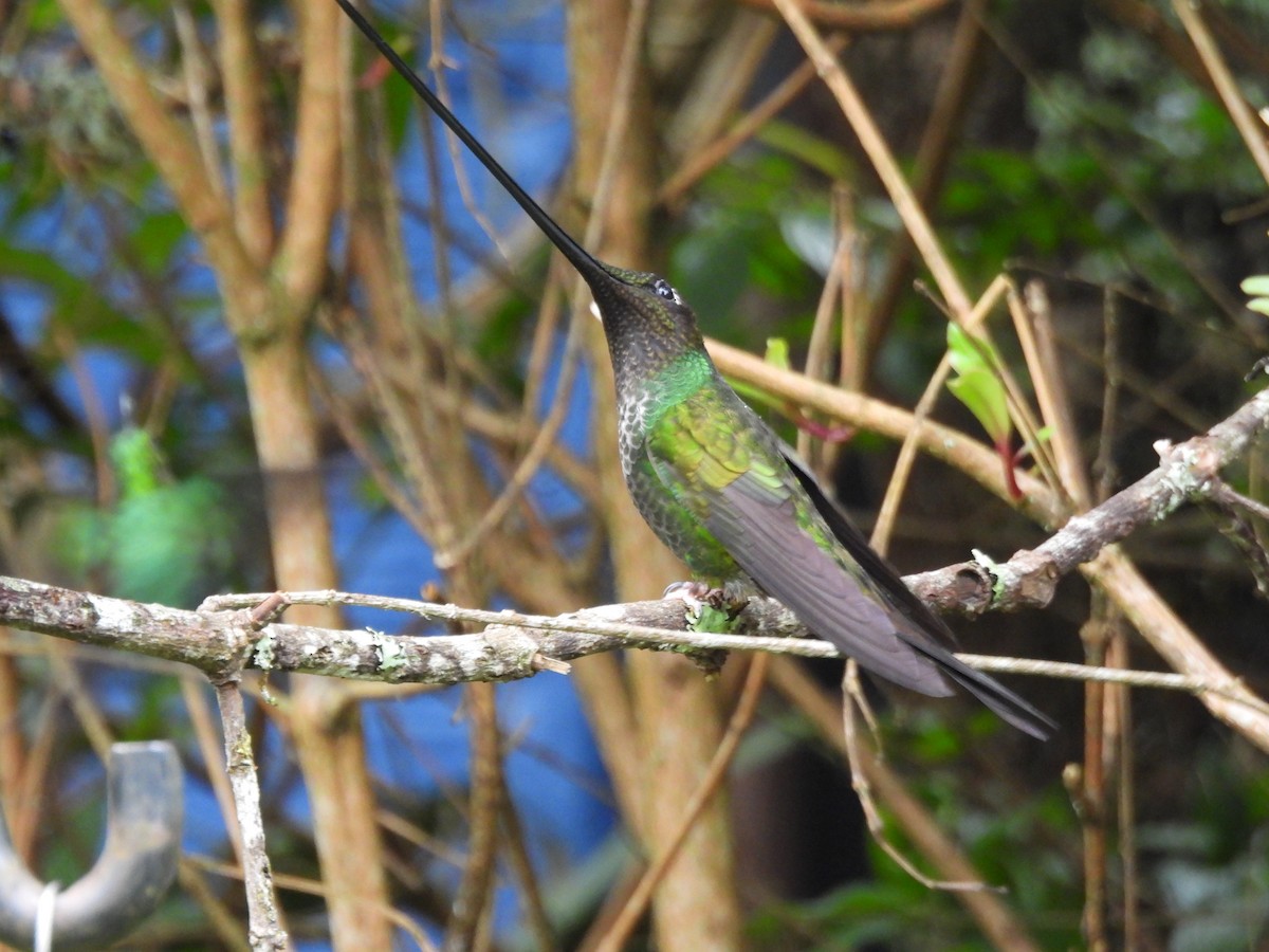 Colibri porte-épée - ML639742065