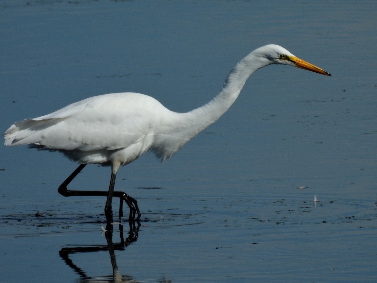 Great Egret - ML639742071