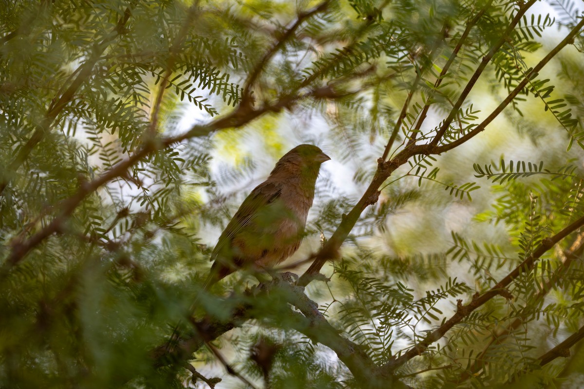 Abert's Towhee - ML639742079