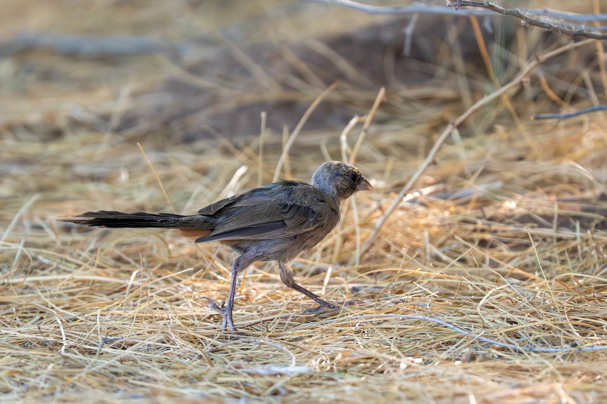 Abert's Towhee - ML639742084