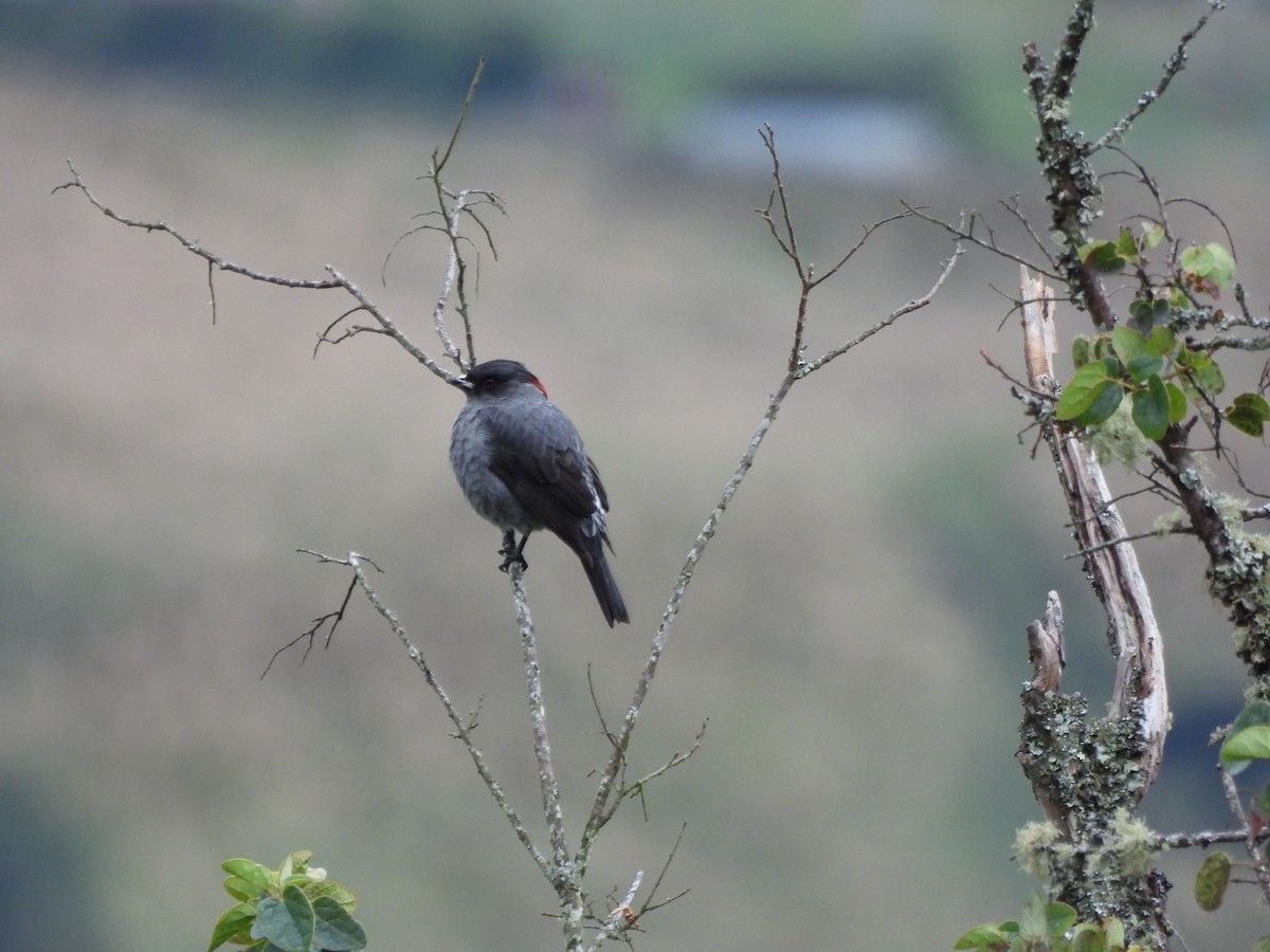 Cotinga à huppe rouge - ML639742105