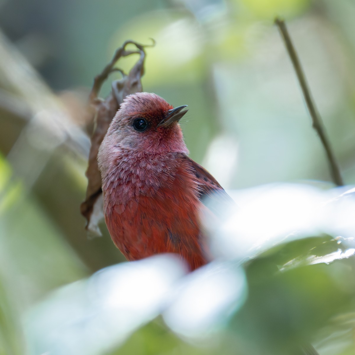 Pink-headed Warbler - ML639742146