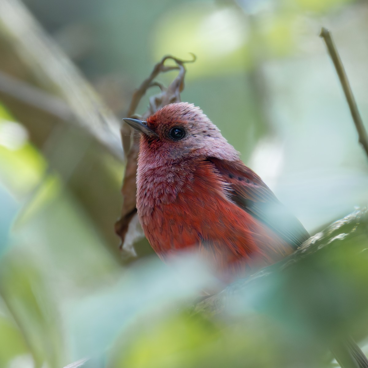 Pink-headed Warbler - ML639742147