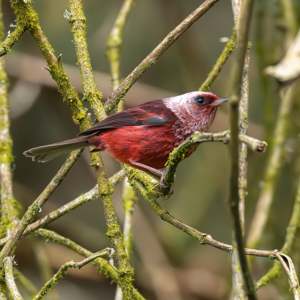 Pink-headed Warbler - ML639742148