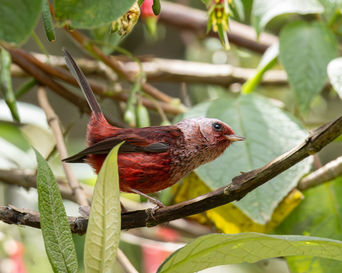 Pink-headed Warbler - ML639742151