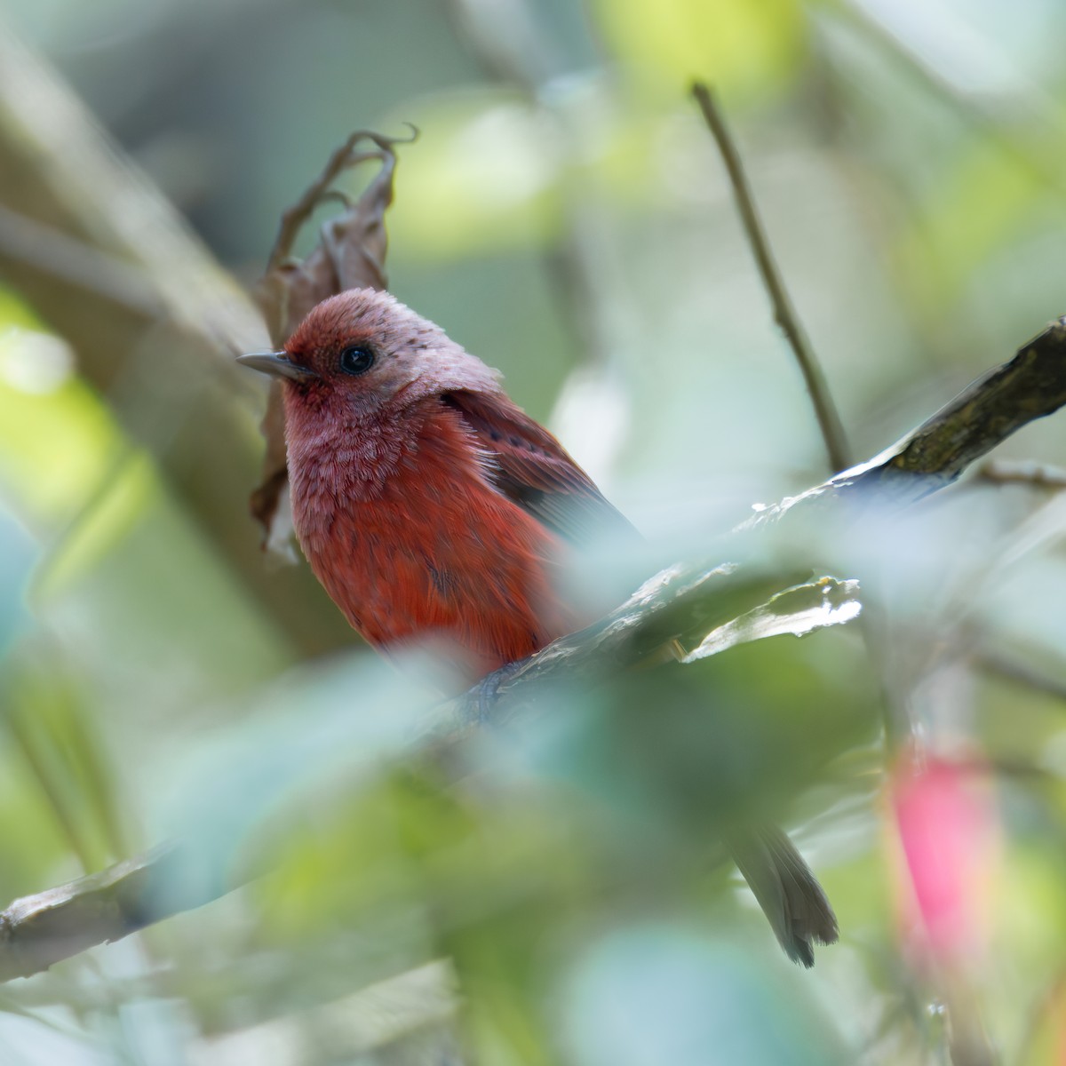 Pink-headed Warbler - ML639742152