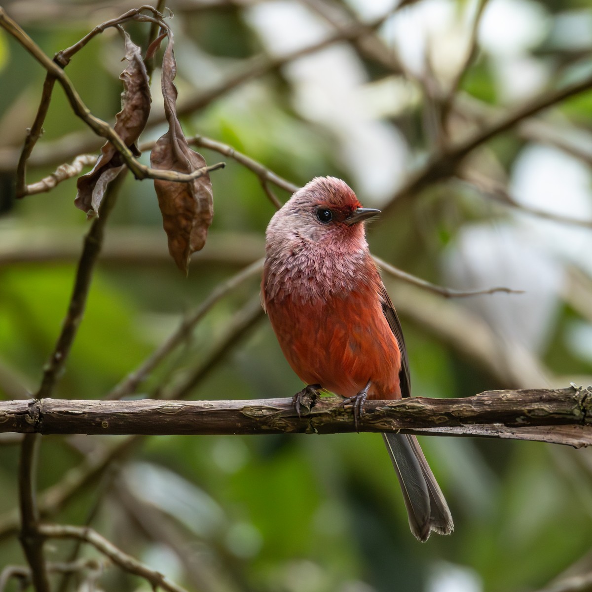 Pink-headed Warbler - ML639742153