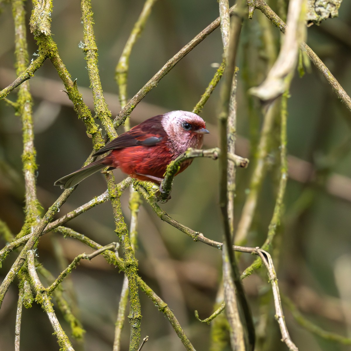 Pink-headed Warbler - ML639742154