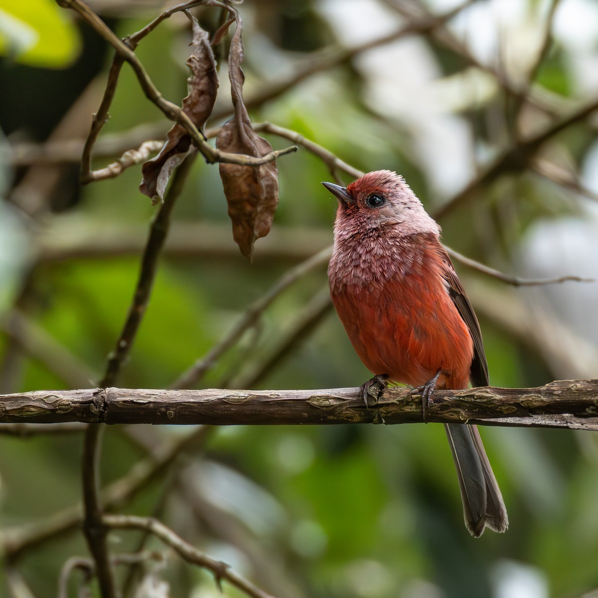 Pink-headed Warbler - ML639742155