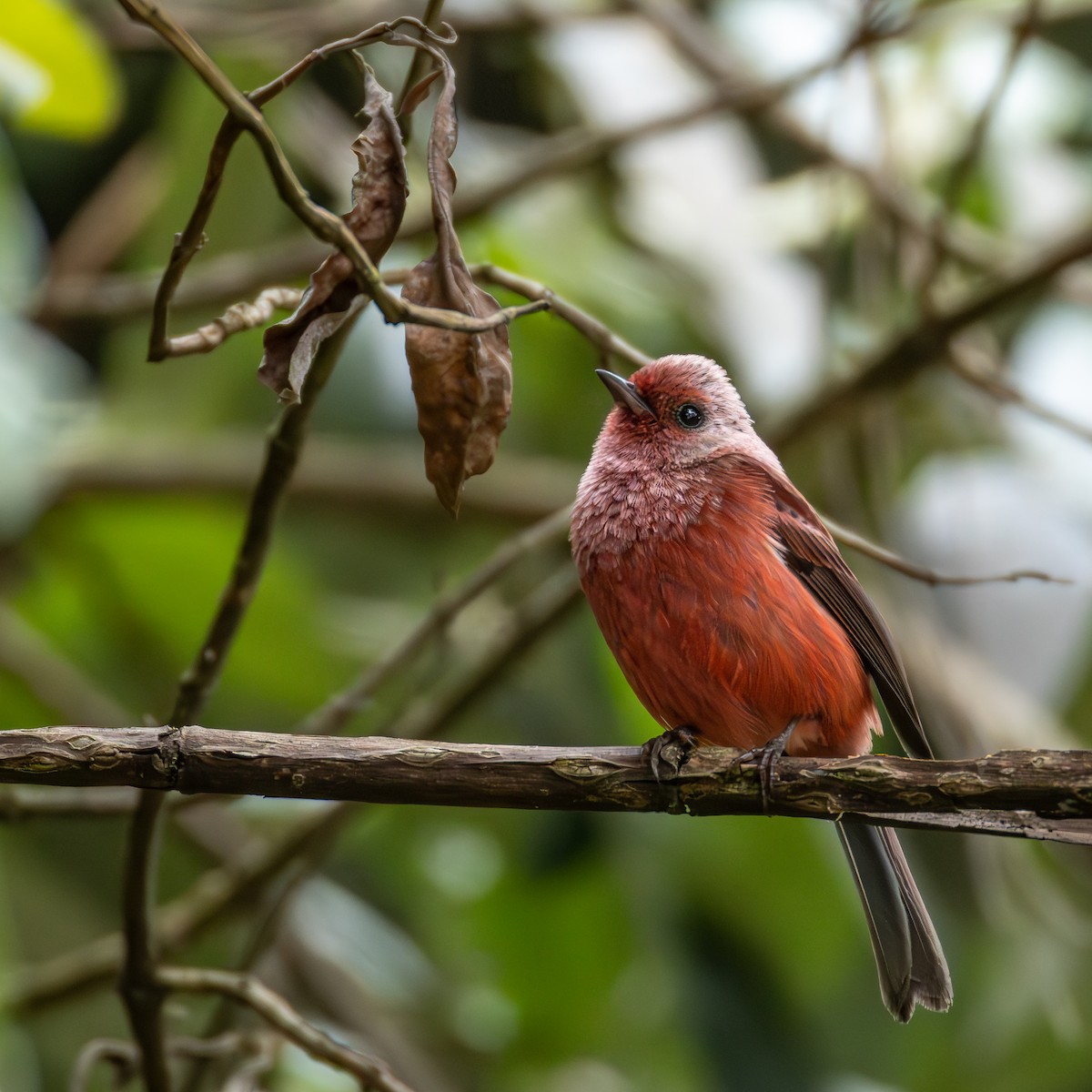 Pink-headed Warbler - ML639742156