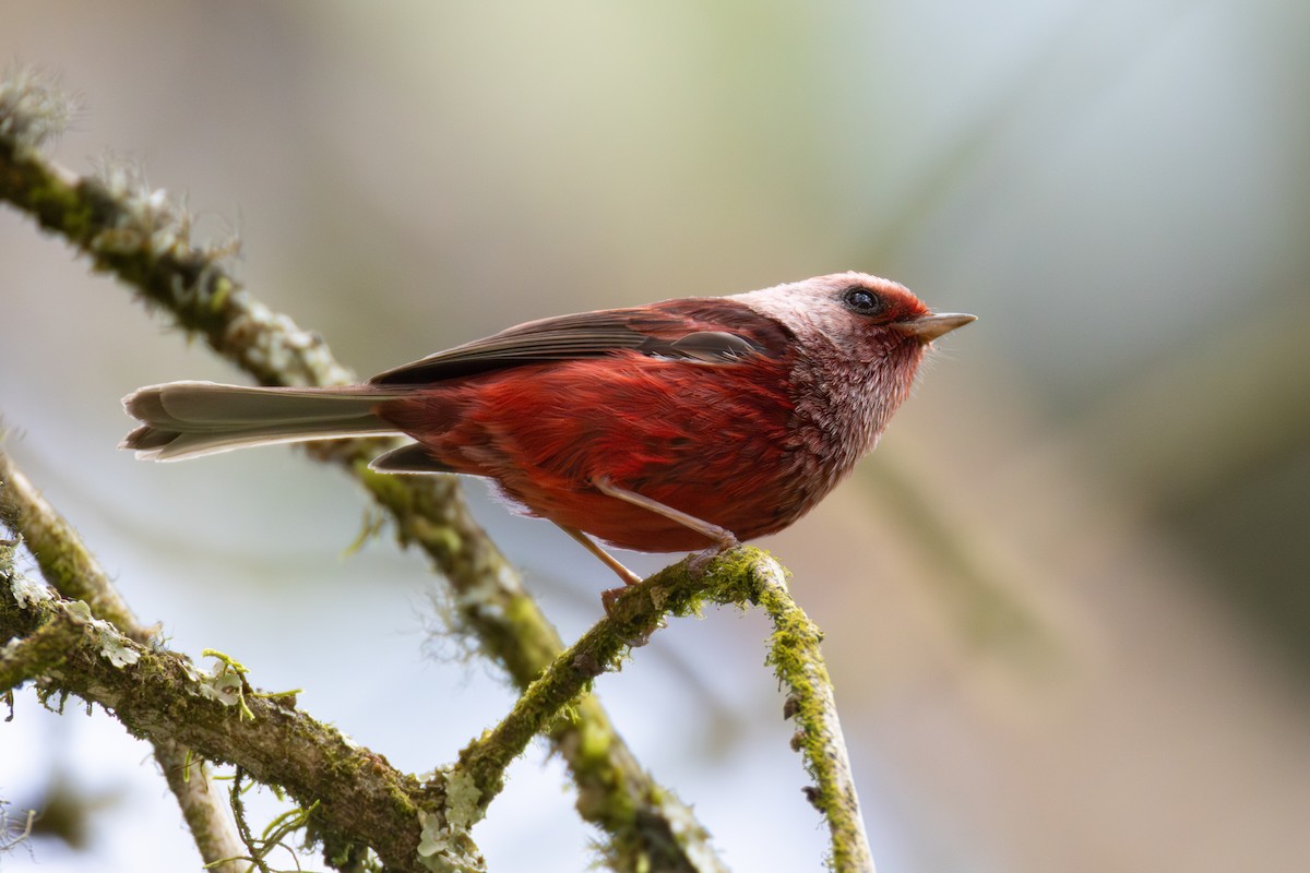 Pink-headed Warbler - ML639742157