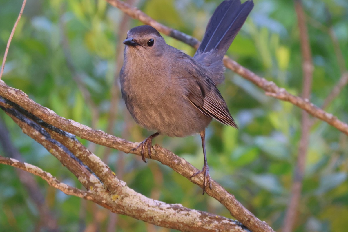 Gray Catbird - ML639742206