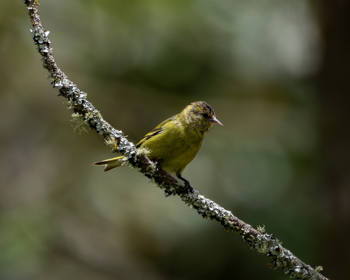 Black-capped Siskin - ML639742211