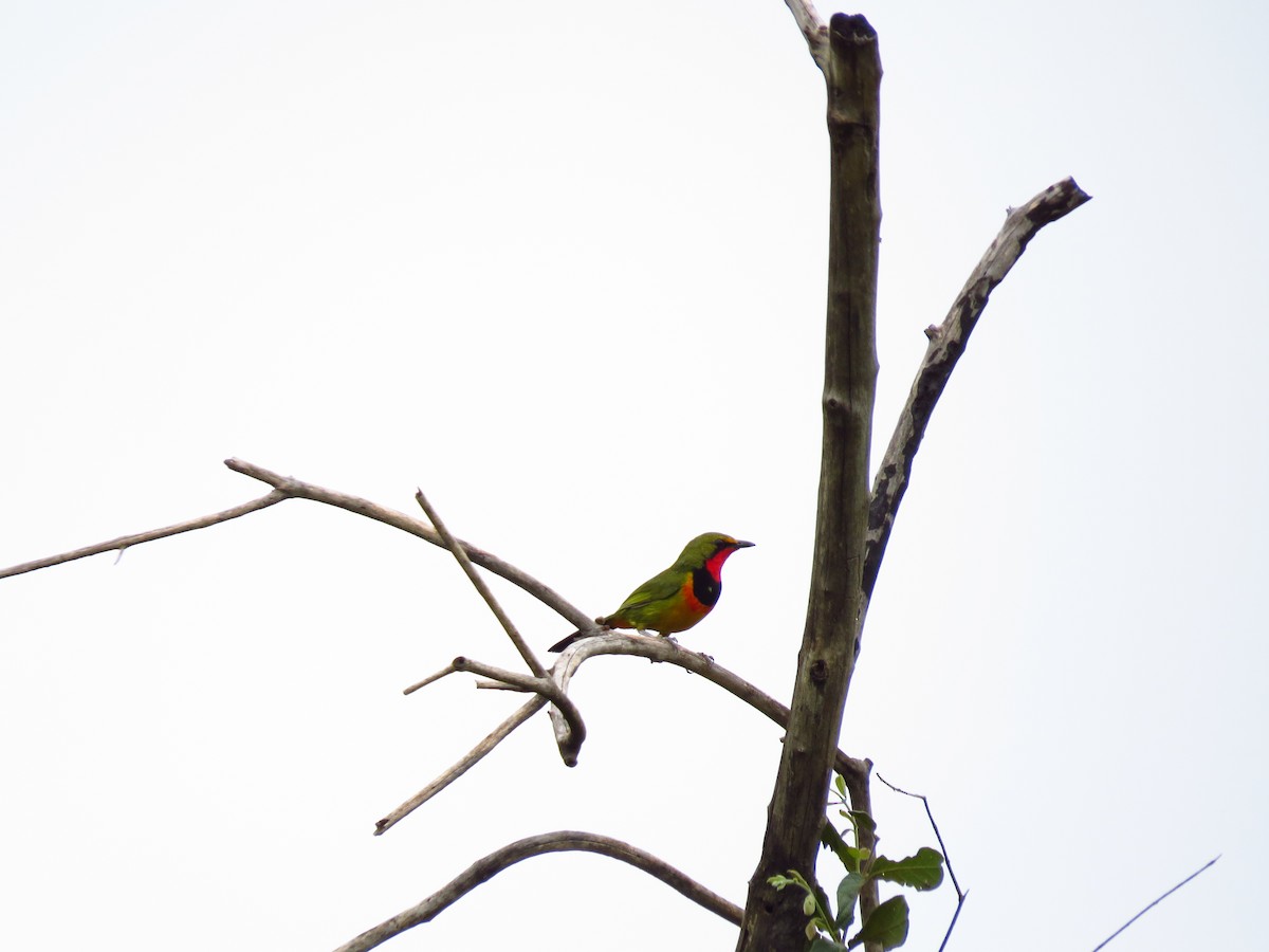 Four-colored Bushshrike (Four-colored) - ML639742215