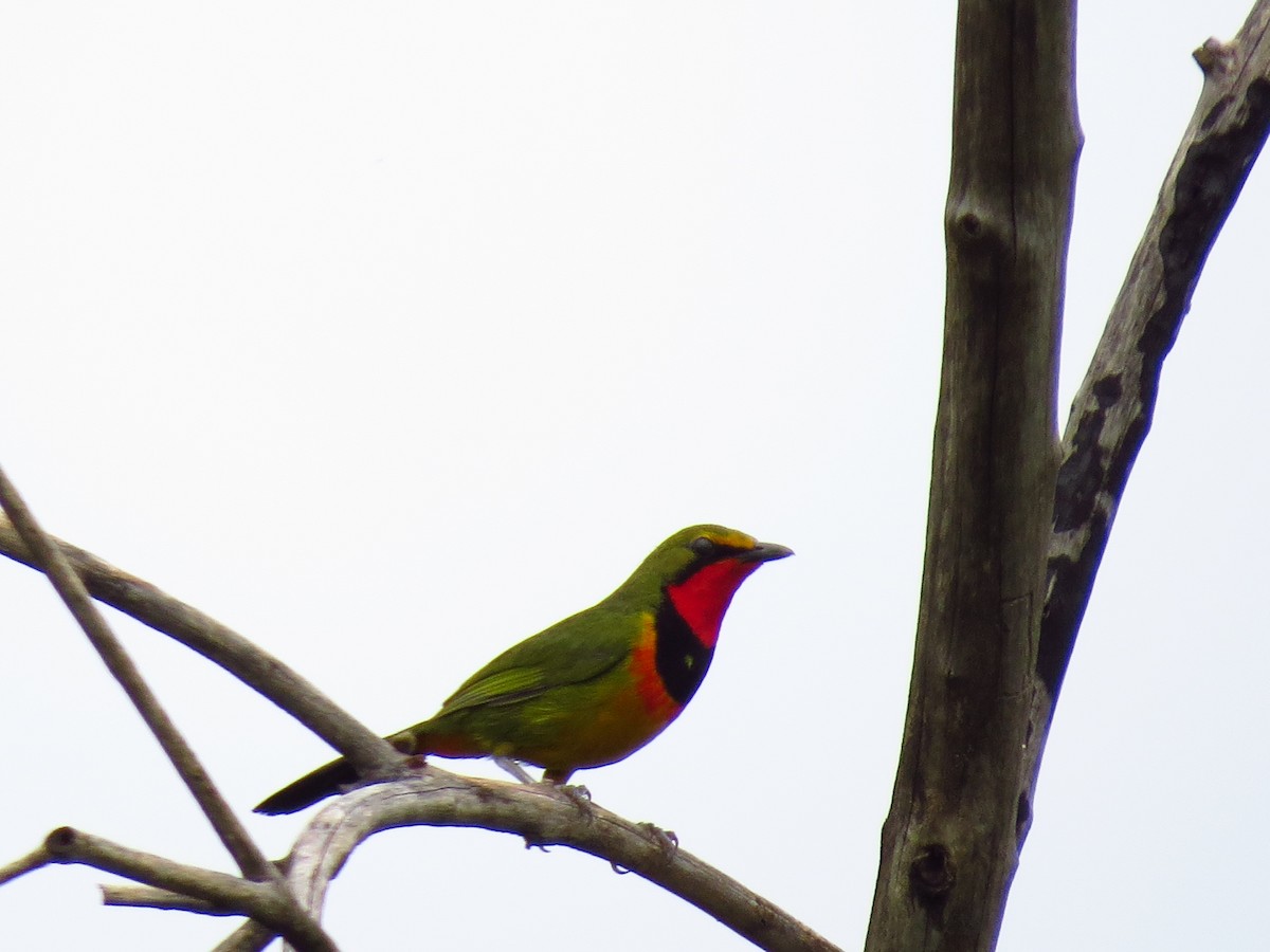 Four-colored Bushshrike (Four-colored) - ML639742216