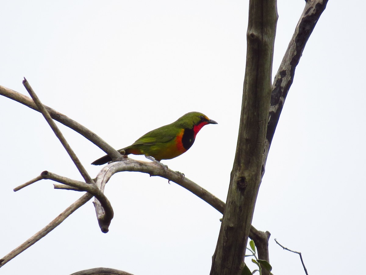 Four-colored Bushshrike (Four-colored) - ML639742217