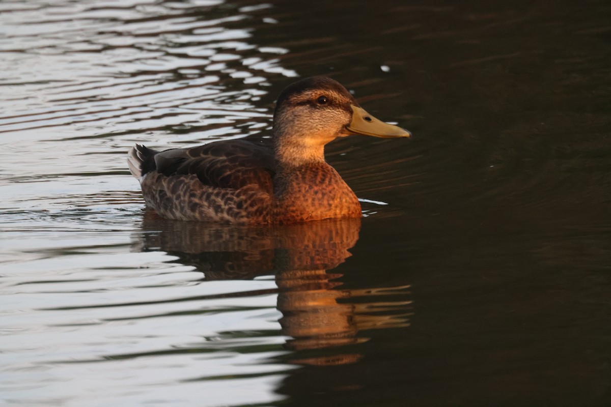 Mallard - ML639742241