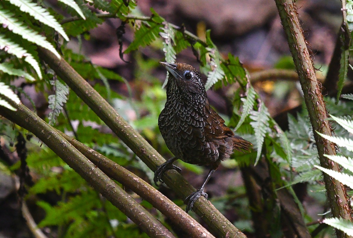 Cachar Wedge-billed Babbler - ML639742245