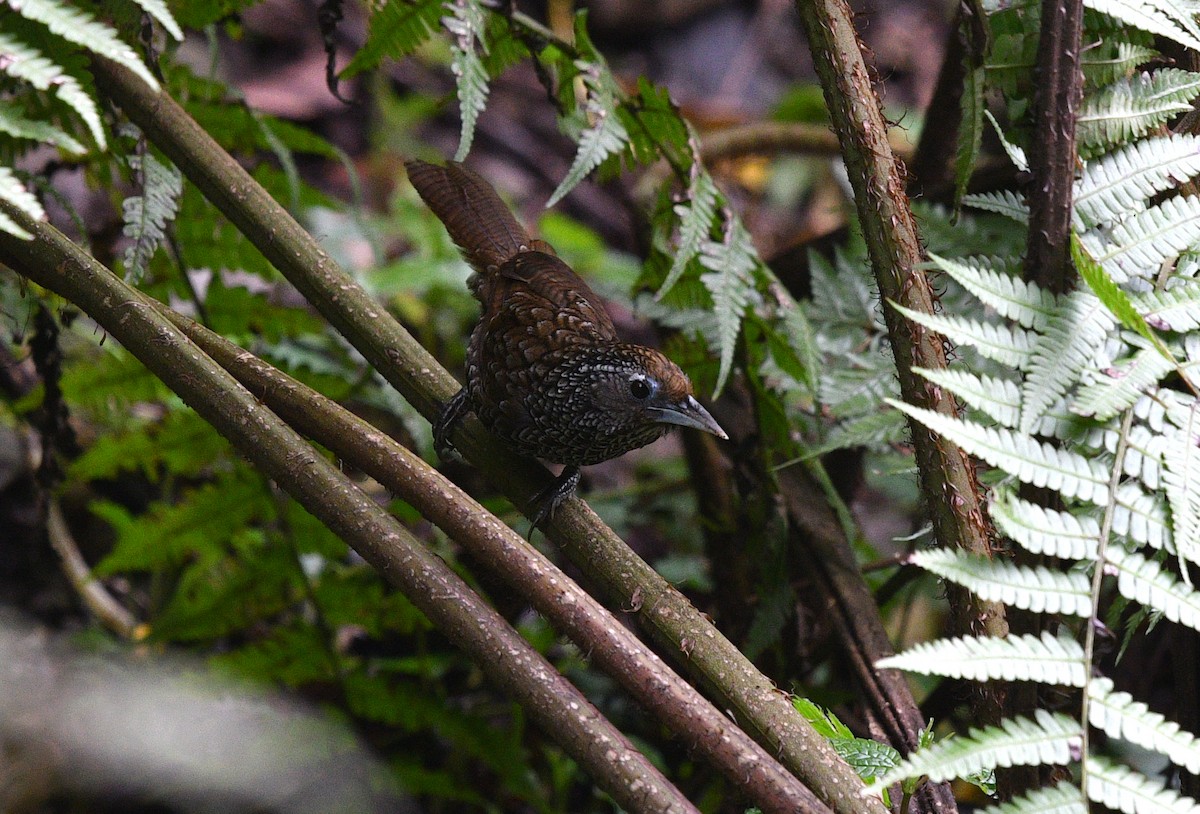 Cachar Wedge-billed Babbler - ML639742246