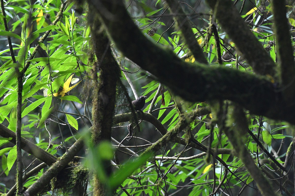 Cachar Wedge-billed Babbler - ML639742247
